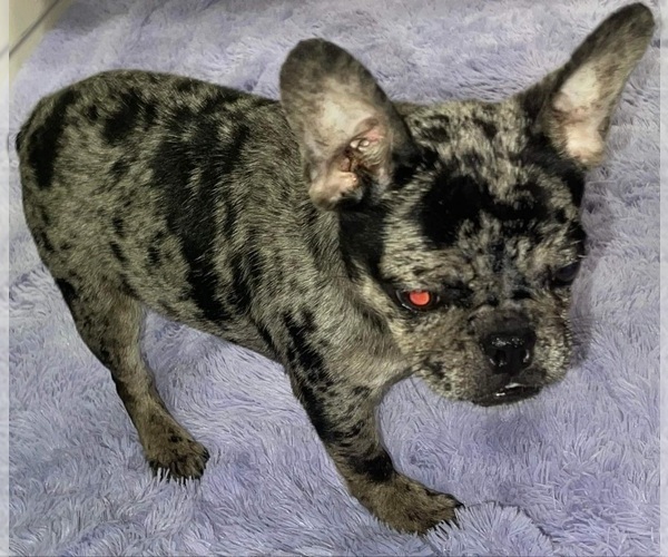 Medium Photo #3 French Bulldog Puppy For Sale in SANDY HOOK, KY, USA