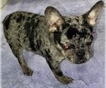 Small Photo #3 French Bulldog Puppy For Sale in SANDY HOOK, KY, USA