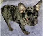 Small #2 French Bulldog