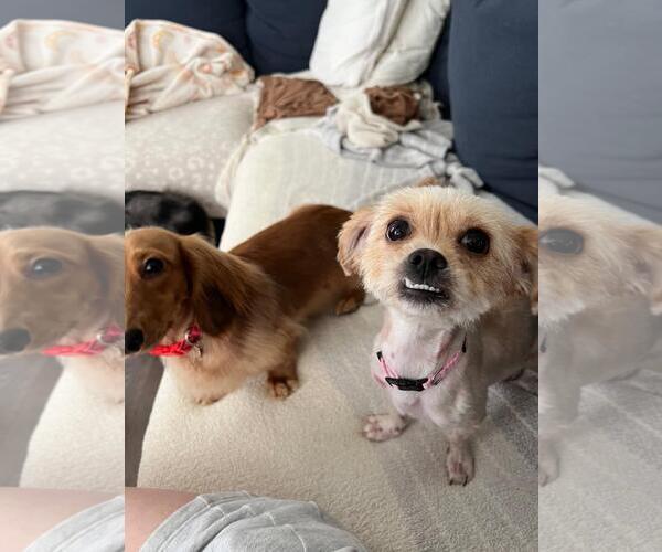 Medium Photo #2 Shih Tzu-Unknown Mix Puppy For Sale in Wakefield, RI, USA