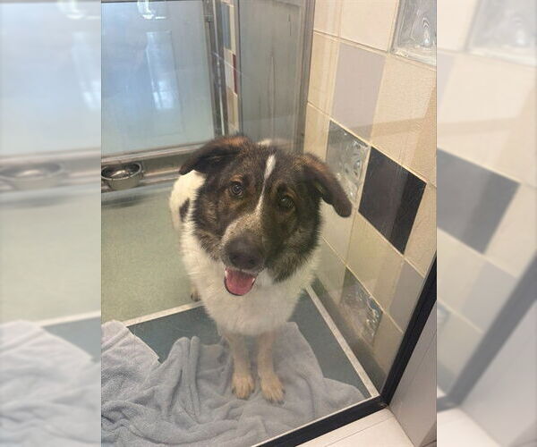 Medium Photo #1 Great Pyrenees-Unknown Mix Puppy For Sale in Plano, TX, USA