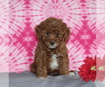 Small Photo #3 Goldendoodle-Poodle (Miniature) Mix Puppy For Sale in AIRVILLE, PA, USA