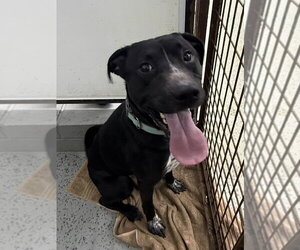 Mutt Dogs for adoption in Osgood, IN, USA
