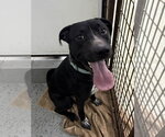 Scooter - Male Mutt Dog for Adoption - Small photo