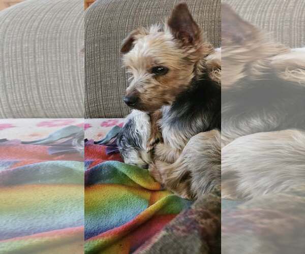Medium Photo #3 Mutt Puppy For Sale in St. Louis Park, MN, USA