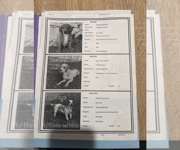 Medium Photo #1 Goldendoodle (Miniature) Puppy For Sale in NEW BRAUNFELS, TX, USA