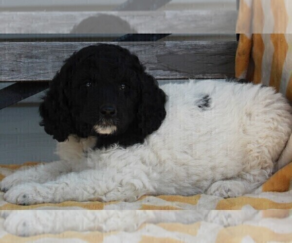 Medium Photo #3 Poodle (Standard) Puppy For Sale in FREDERICKSBURG, OH, USA
