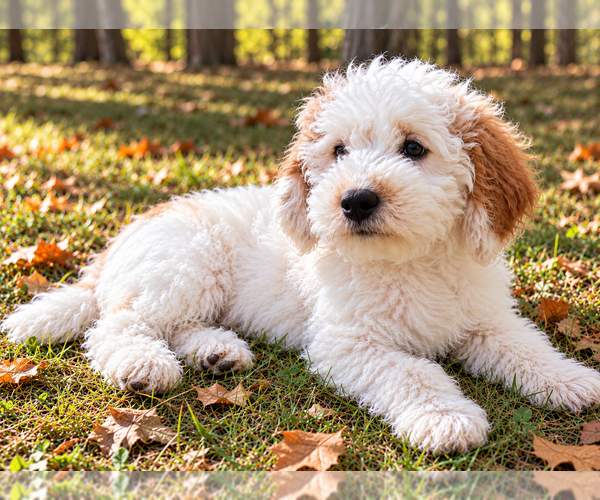 Medium Photo #3 Goldendoodle (Miniature) Puppy For Sale in FAIR HAVEN, MI, USA