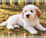 Nash - Male Goldendoodle (Miniature) Puppy for Sale - Photo #3
