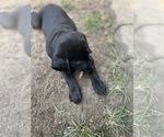 Small #7 Labrador Retriever