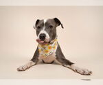 Small #4 American Bulldog Mix