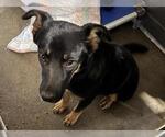 Small German Shepherd Dog Mix
