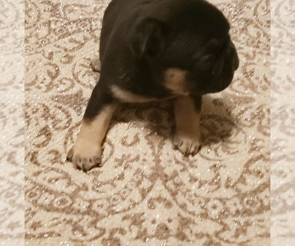Medium Photo #5 French Bulldog Puppy For Sale in HUDDLESTON, VA, USA