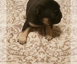 Small Photo #5 French Bulldog Puppy For Sale in HUDDLESTON, VA, USA
