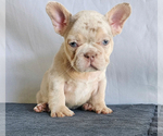 Small #1 French Bulldog