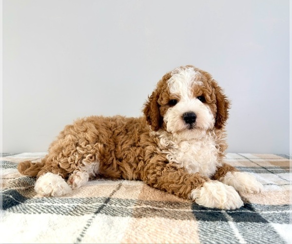 Medium Photo #1 Bernedoodle (Miniature) Puppy For Sale in GREENFIELD, IN, USA