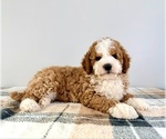 Small Bernedoodle (Miniature)