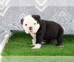 Puppy Brutus Victorian Bulldog