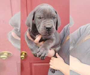 Cane Corso Puppy for sale in COTTAGEVILLE, SC, USA