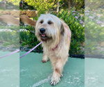 Small #1 Bearded Collie-Wheaten Terrier Mix