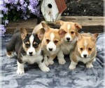 Small Photo #2 Pembroke Welsh Corgi Puppy For Sale in EAST EARL, PA, USA