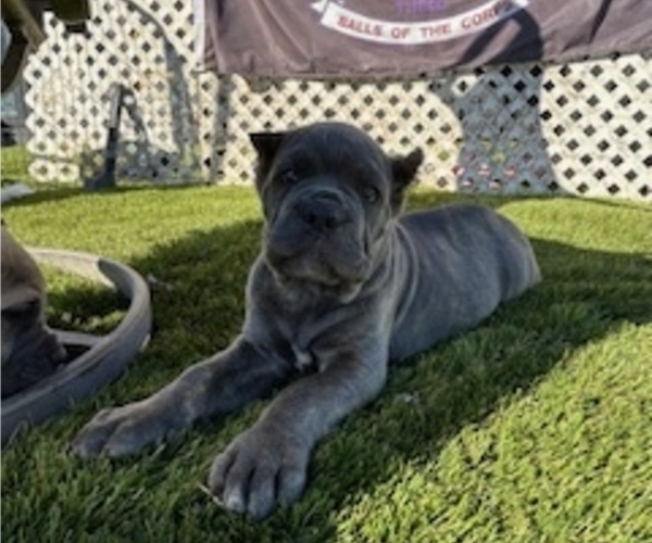 Medium Photo #1 Cane Corso Puppy For Sale in OCEANSIDE, CA, USA