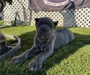 Medium Cane Corso