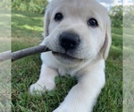 Small Photo #3 Labrador Retriever Puppy For Sale in VALLEY CITY, OH, USA