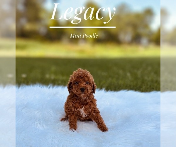 Medium Photo #2 Poodle (Miniature) Puppy For Sale in LANSING, IL, USA