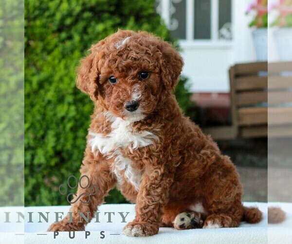 Medium Photo #3 Goldendoodle (Miniature) Puppy For Sale in LITITZ, PA, USA