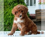 Small #2 Goldendoodle (Miniature)