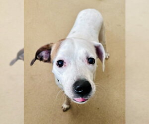 American Bulldog-Beagle Mix Dogs for adoption in Derwood, MD, USA