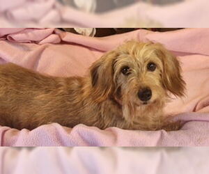 Dachshund Dogs for adoption in Bon Carbo, CO, USA