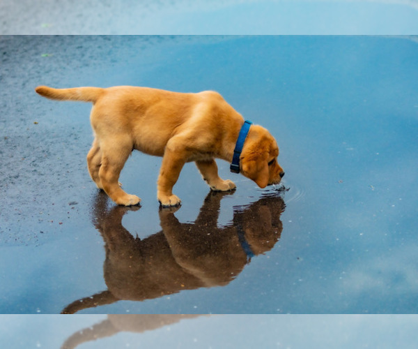 Medium Photo #18 Labrador Retriever Puppy For Sale in FORT COLLINS, CO, USA