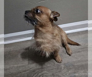 Chihuahua-Unknown Mix Dogs for adoption in Westwood, NJ, USA