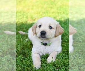 Golden Retriever Puppy for sale in OTTUMWA, IA, USA