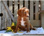 Small #4 Cavapoo