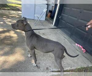 Medium American Pit Bull Terrier