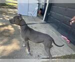Small American Pit Bull Terrier