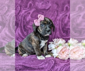 Frengle Puppy for sale in LINCOLN UNIVERSITY, PA, USA