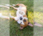 Small Photo #28 Mutt Puppy For Sale in Crete, IL, USA
