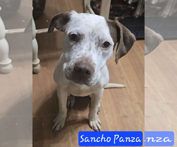 Medium Photo #7 Pointer-Unknown Mix Puppy For Sale in Alexander, AR, USA