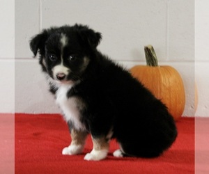 Miniature Australian Shepherd Puppy for sale in FREDERICKSBURG, OH, USA