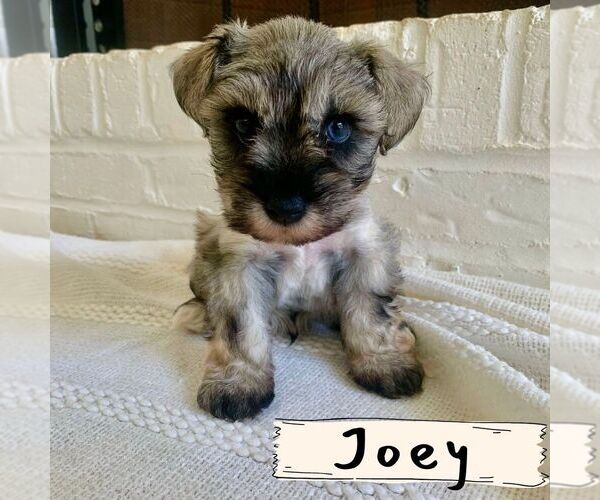 Medium Photo #14 Schnauzer (Miniature) Puppy For Sale in TAYLORS, SC, USA