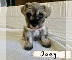 Small Photo #14 Schnauzer (Miniature) Puppy For Sale in TAYLORS, SC, USA