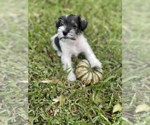 Schnauzer (Miniature) Puppy for sale in TAMPA, FL, USA