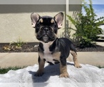 Puppy 4 French Bulldog