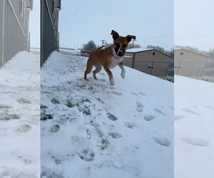 American Pit Bull Terrier-Labrador Retriever Mix Dogs for adoption in Kewanee, IL, USA