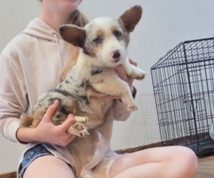 Pembroke Welsh Corgi Puppy for sale in MILTON, WI, USA