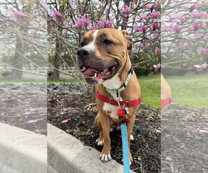 American Pit Bull Terrier-Unknown Mix Dogs for adoption in Millersville, MD, USA